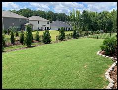 Back Yard I